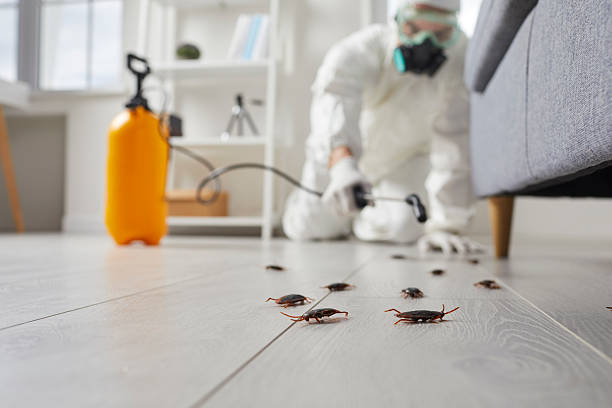 Commercial Kitchen Cockroach Control in Seth Ward